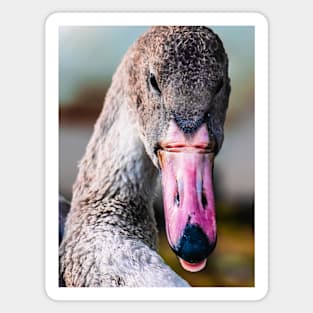 Cheeky Swan. Photograph Magnet